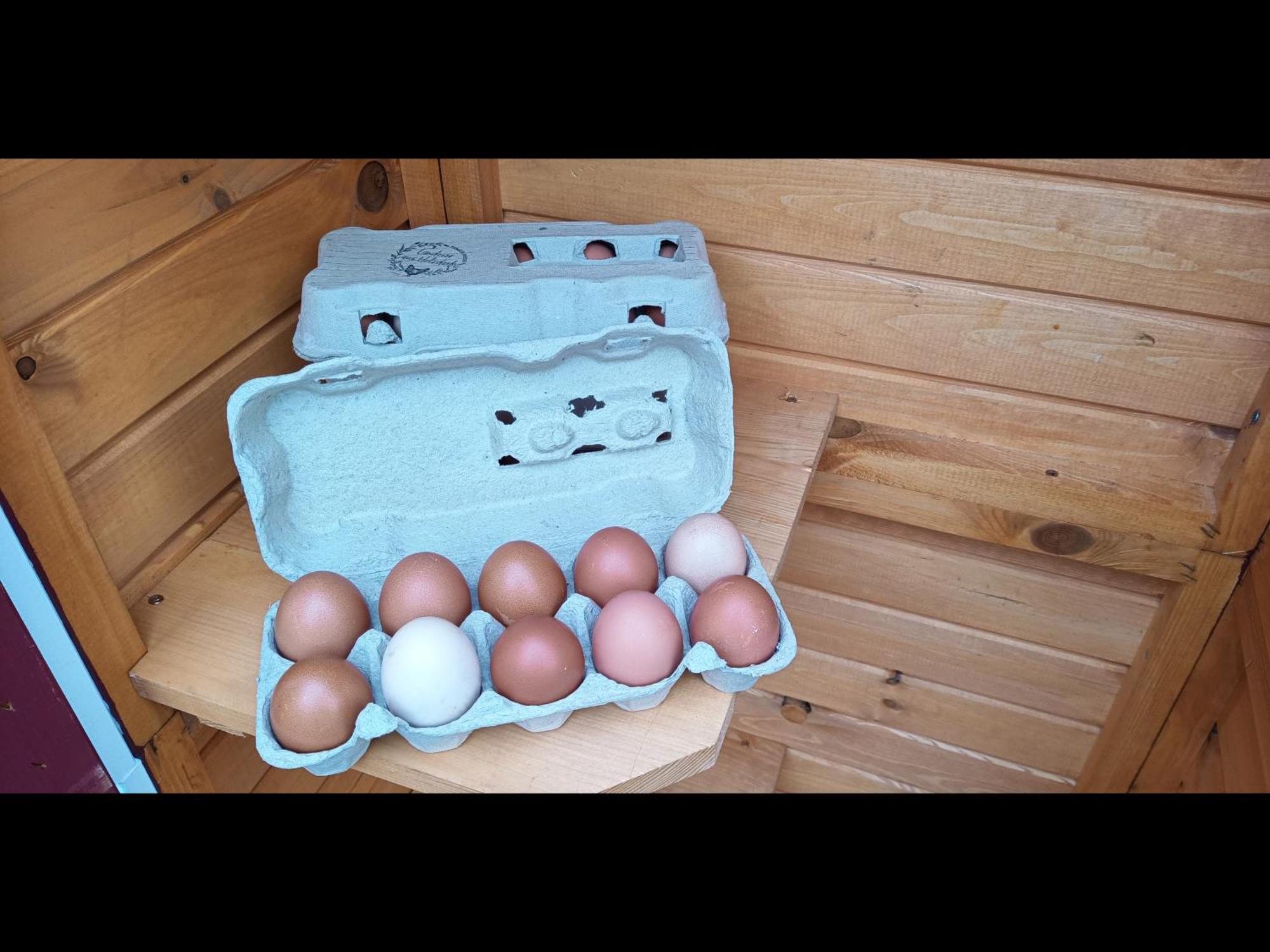 Neu! Landhaus Ostfriesenruhe Berumbur エクステリア 写真